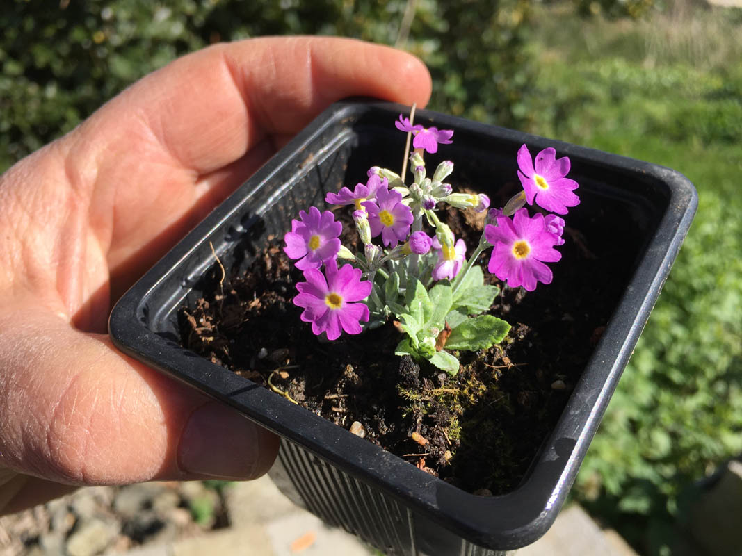 Primula frondosa